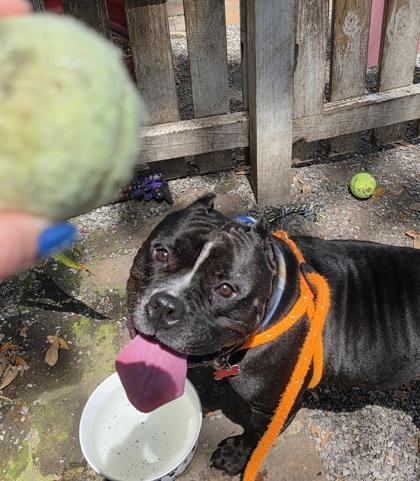 Enlarge Lenny, a Adoptable mixed breed in New Orleans, LA image 3/3