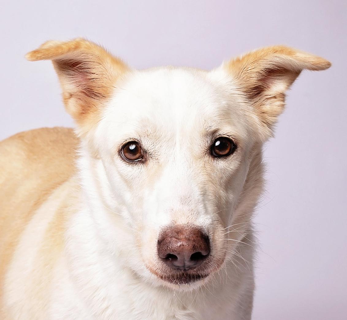 Keri, a Adoptable mixed breed in Bristol, TN image 5/5