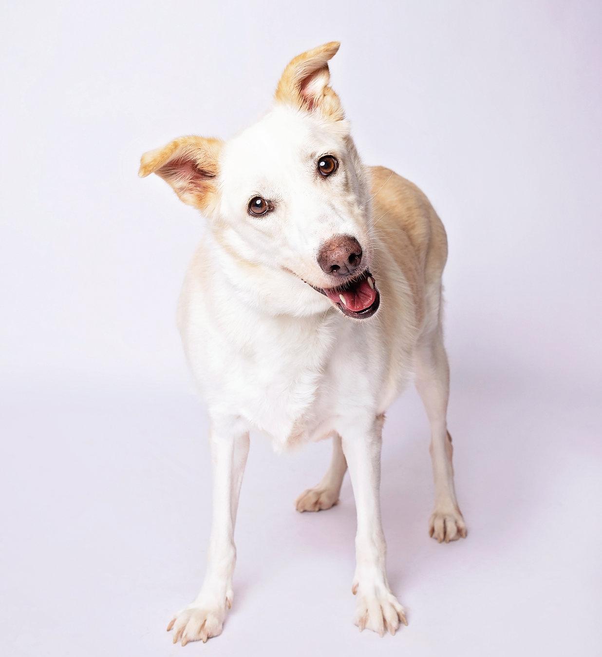 Keri, a Adoptable mixed breed in Bristol, TN image 3/5