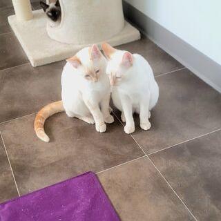 Liam, a Adoptable Domestic Short Hair in Oakville, WA image 1/3