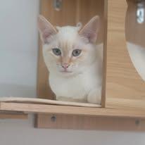 Liam, a Adoptable Domestic Short Hair in Oakville, WA image 3/3