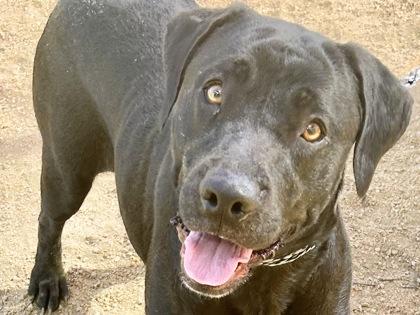 Peridot, Adopted, Adult Female Mixed Breed.