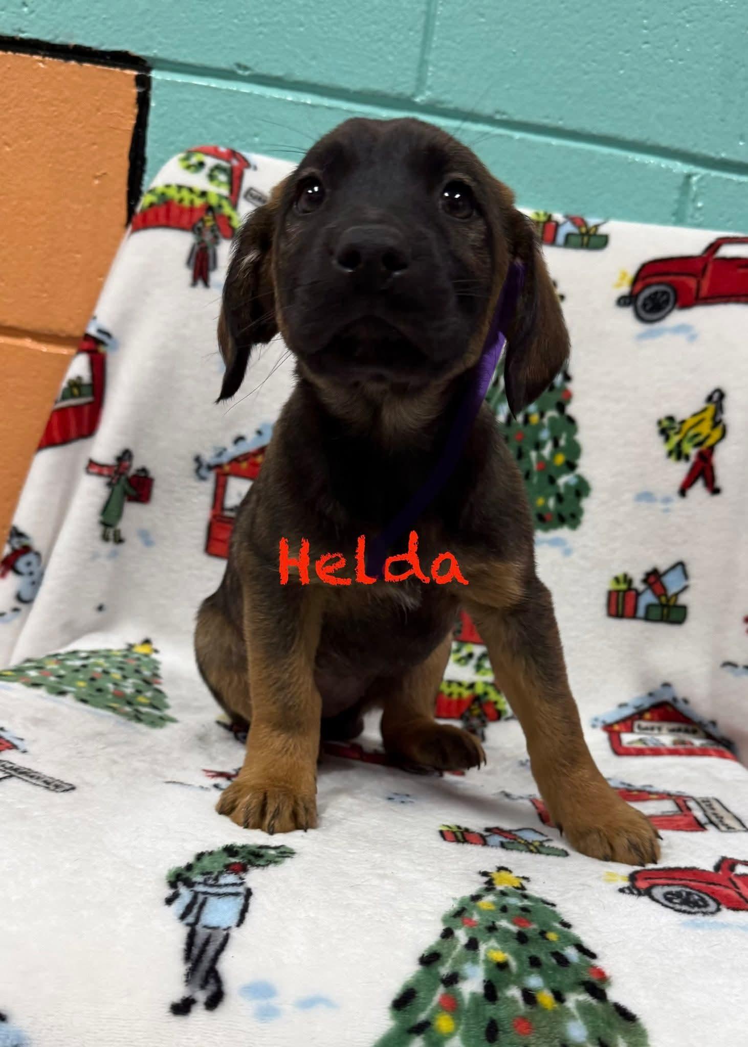 RAISIN, ADOPTABLE, Puppy Female Shepherd & Black Mouth Cur.