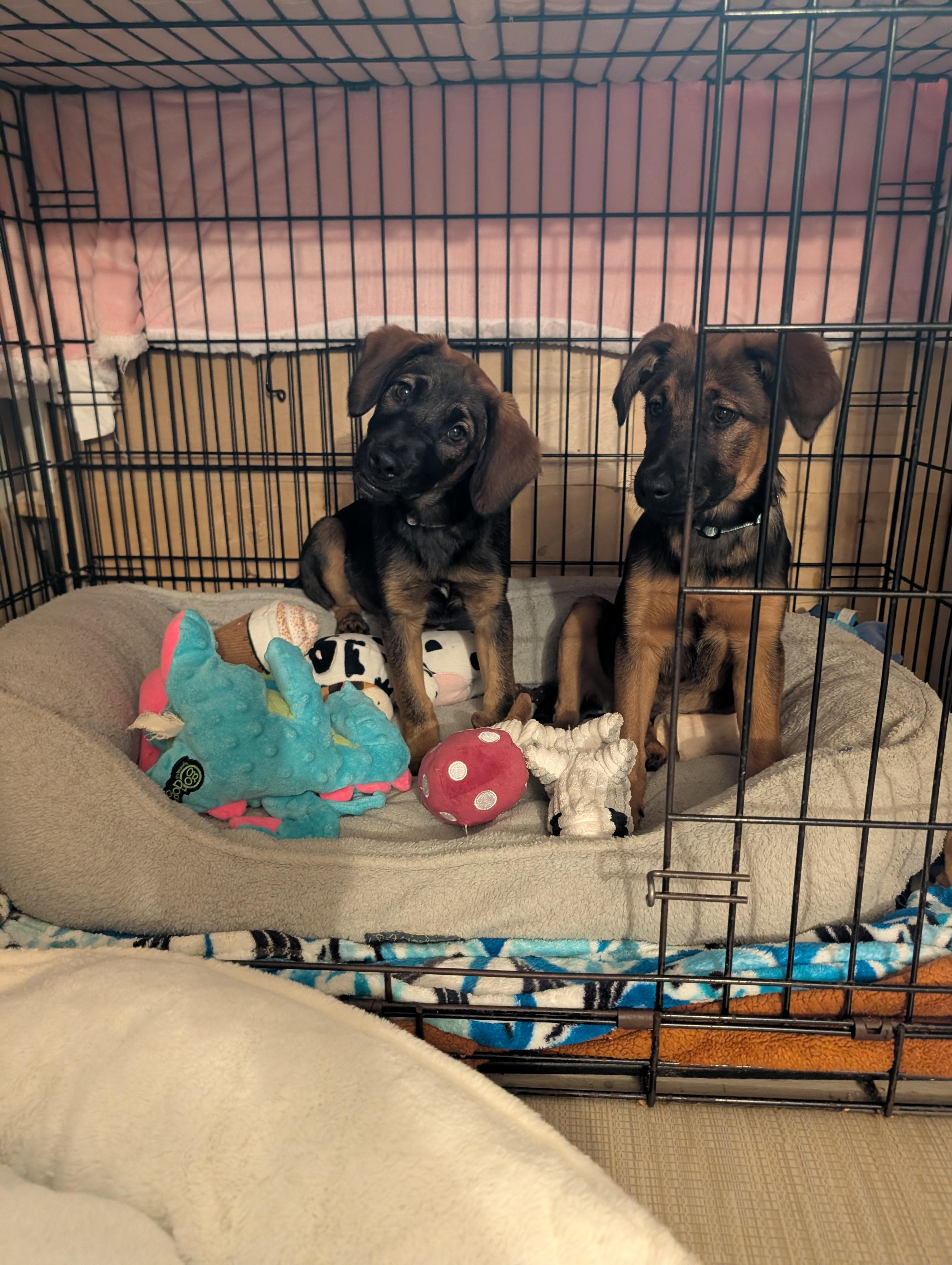 Enlarge RAISIN, a ADOPTABLE mixed breed in Browns Mills, NJ image 3/3