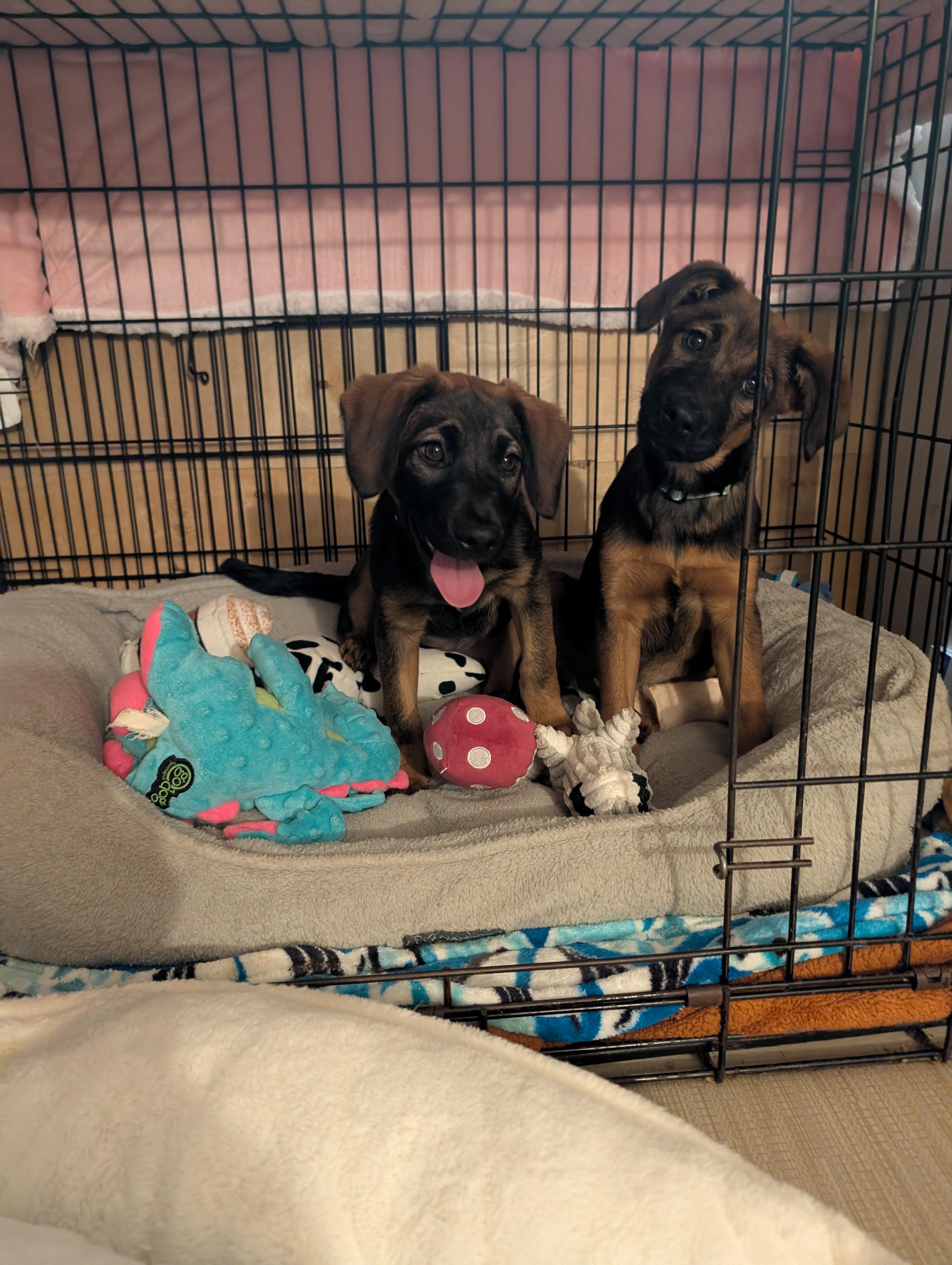 RAISIN, ADOPTABLE, Puppy Female Shepherd & Black Mouth Cur.