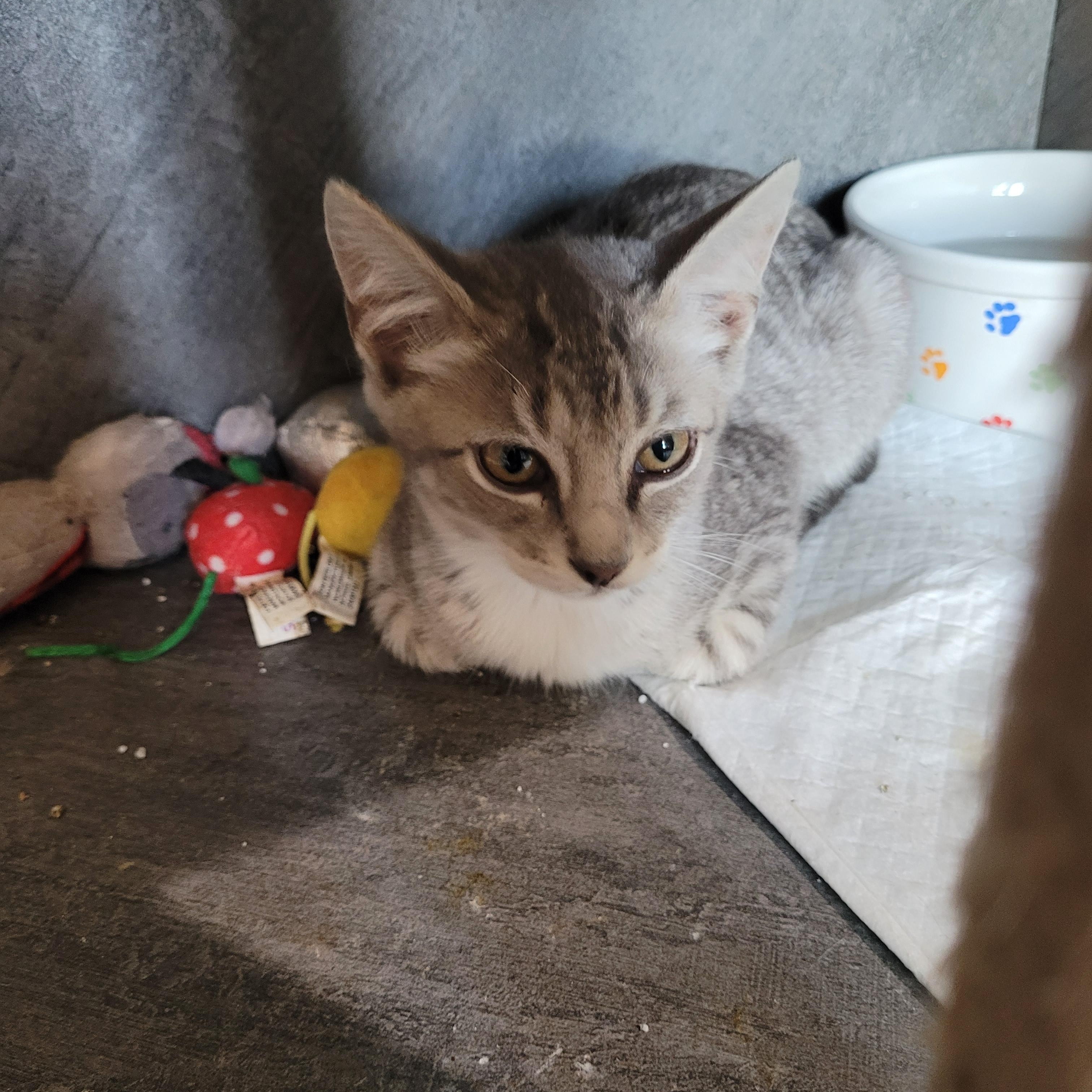 Enlarge Bo Peep, an adopted Domestic Short Hair in St. Clair, MO image 1/2