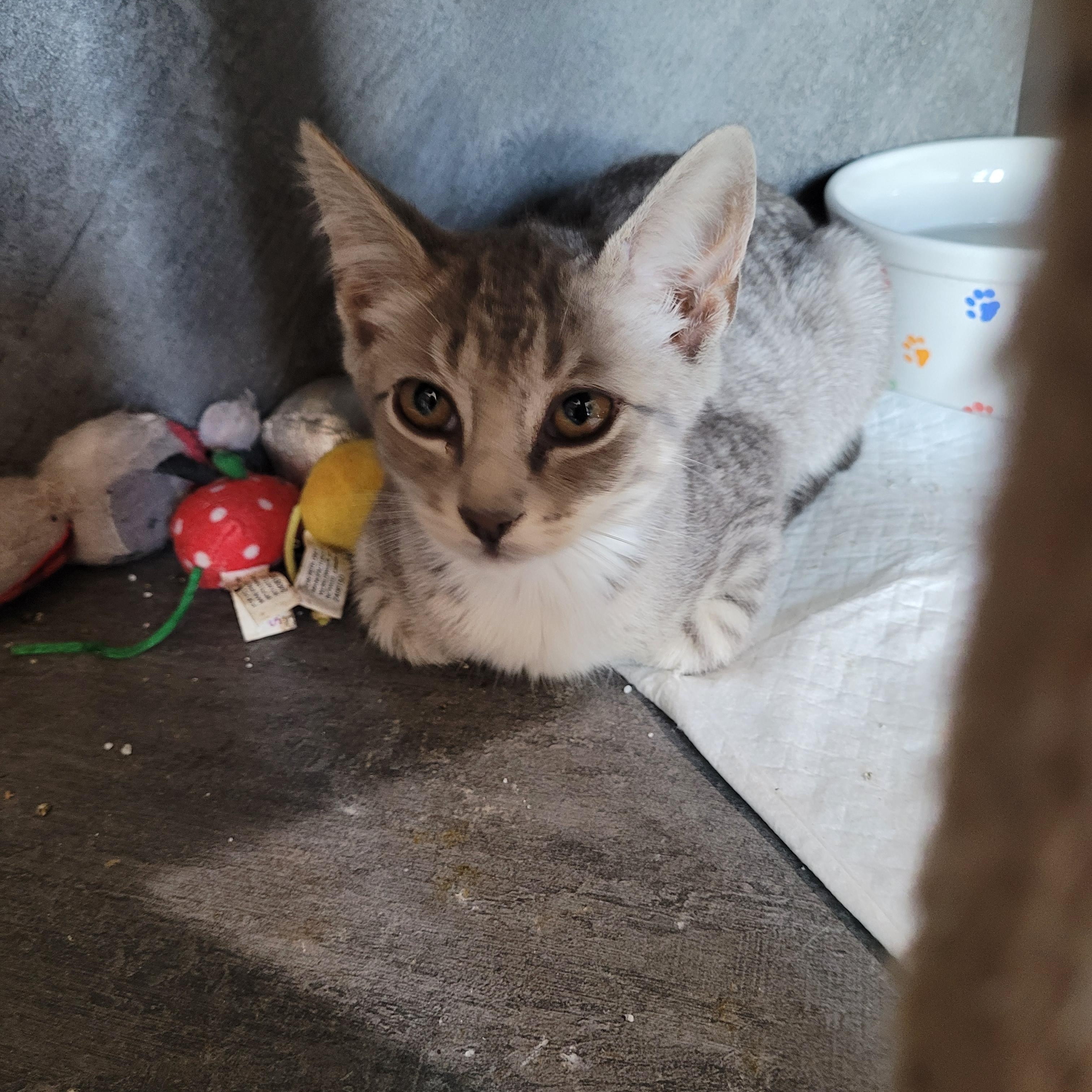 Enlarge Bo Peep, an adopted Domestic Short Hair in St. Clair, MO image 2/2