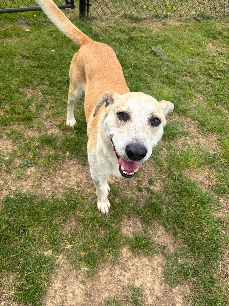 Brody, Adoptable, Adult Male Mixed Breed.