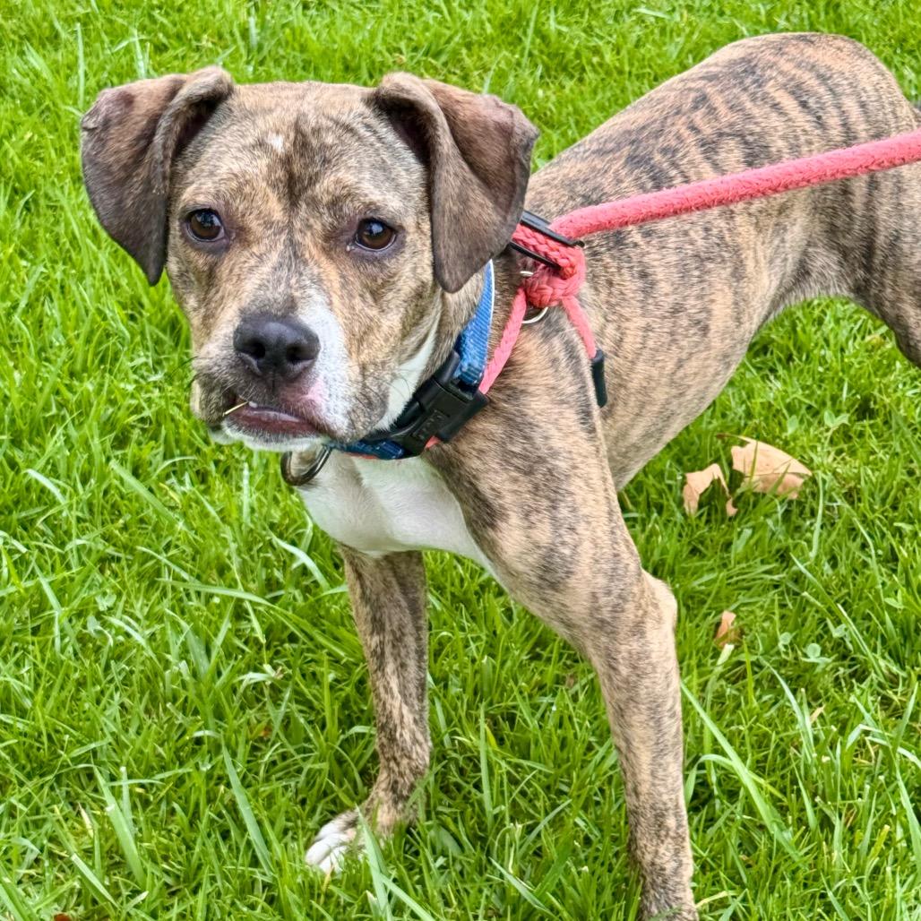 Enlarge Jellybean - Costa Mesa Location, a Adoptable mixed breed in Chino Hills, CA image 1/6