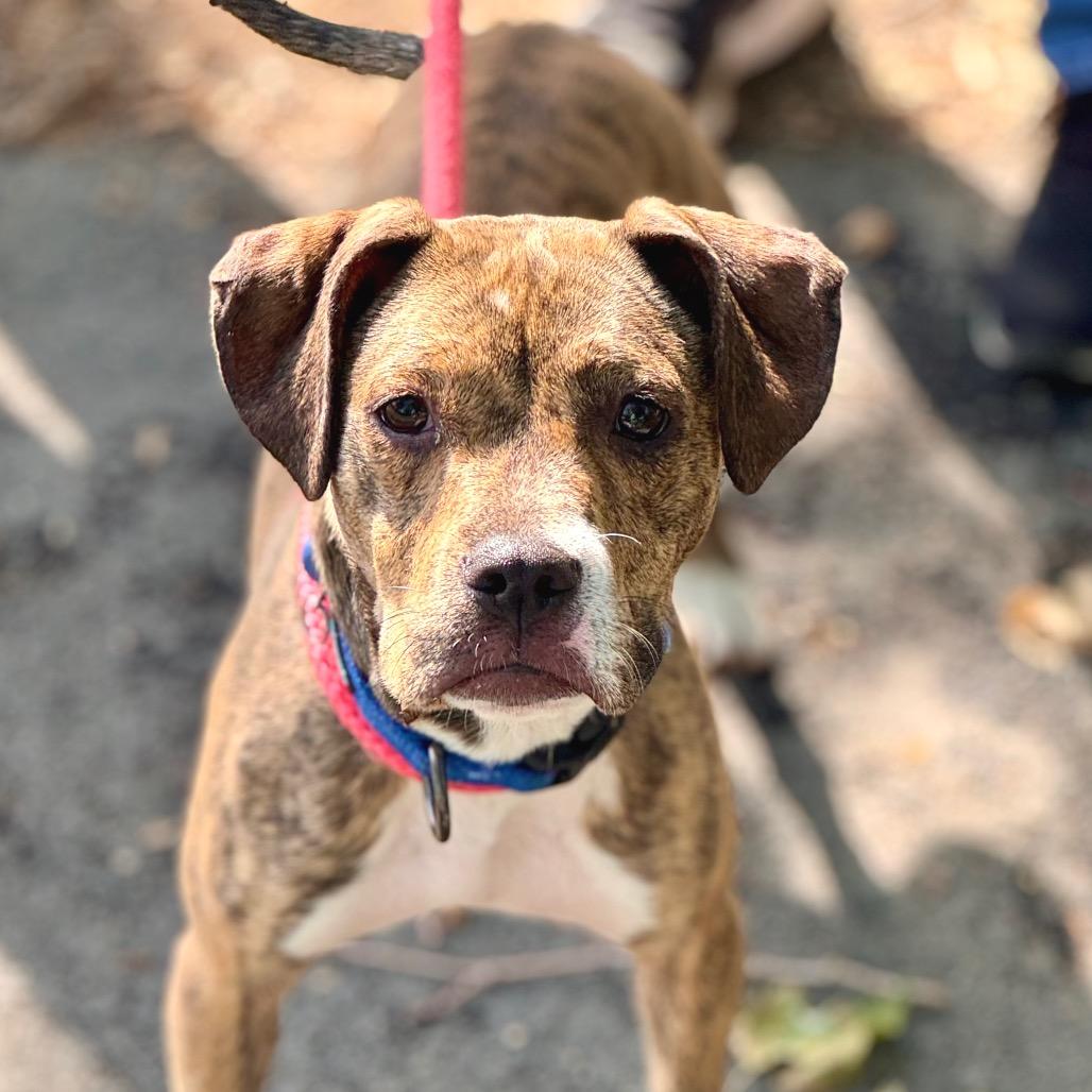 Enlarge Jellybean - Costa Mesa Location, a Adoptable mixed breed in Chino Hills, CA image 2/6