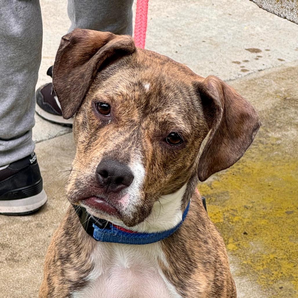 Enlarge Jellybean - Costa Mesa Location, a Adoptable mixed breed in Chino Hills, CA image 3/6
