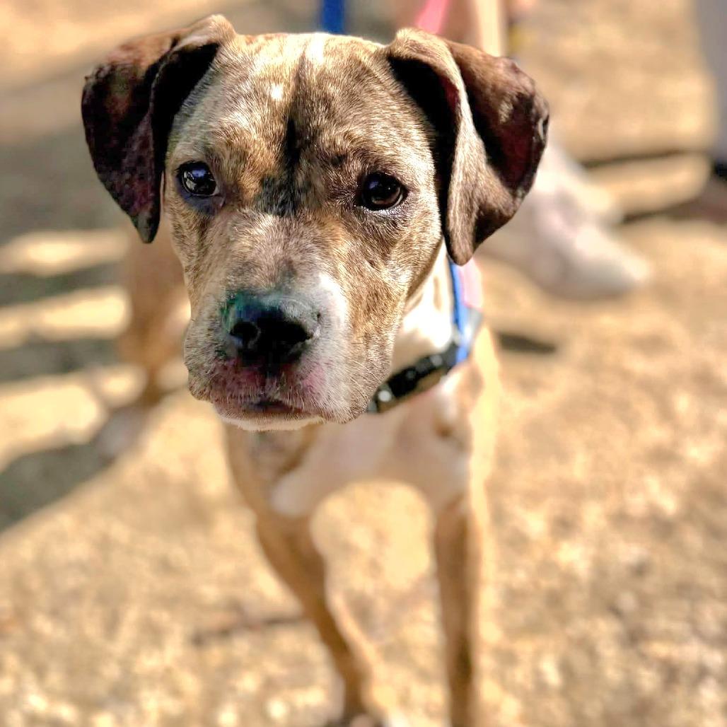 Enlarge Jellybean - Costa Mesa Location, a Adoptable mixed breed in Chino Hills, CA image 4/6