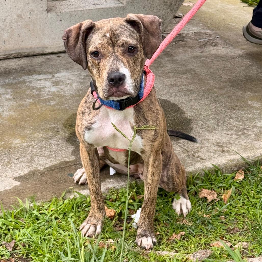 Enlarge Jellybean - Costa Mesa Location, a Adoptable mixed breed in Chino Hills, CA image 5/6
