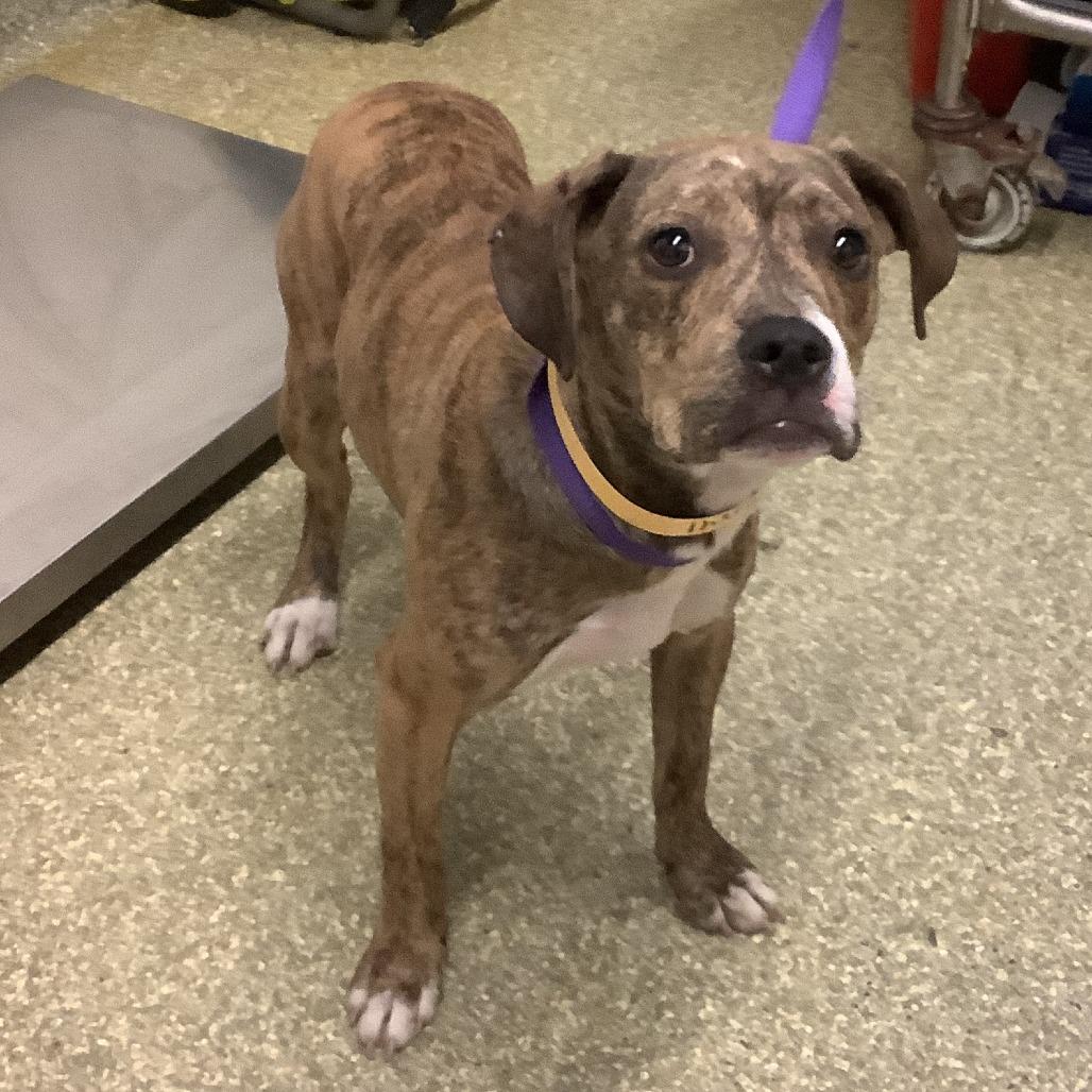 Enlarge Jellybean - Costa Mesa Location, a Adoptable mixed breed in Chino Hills, CA image 6/6