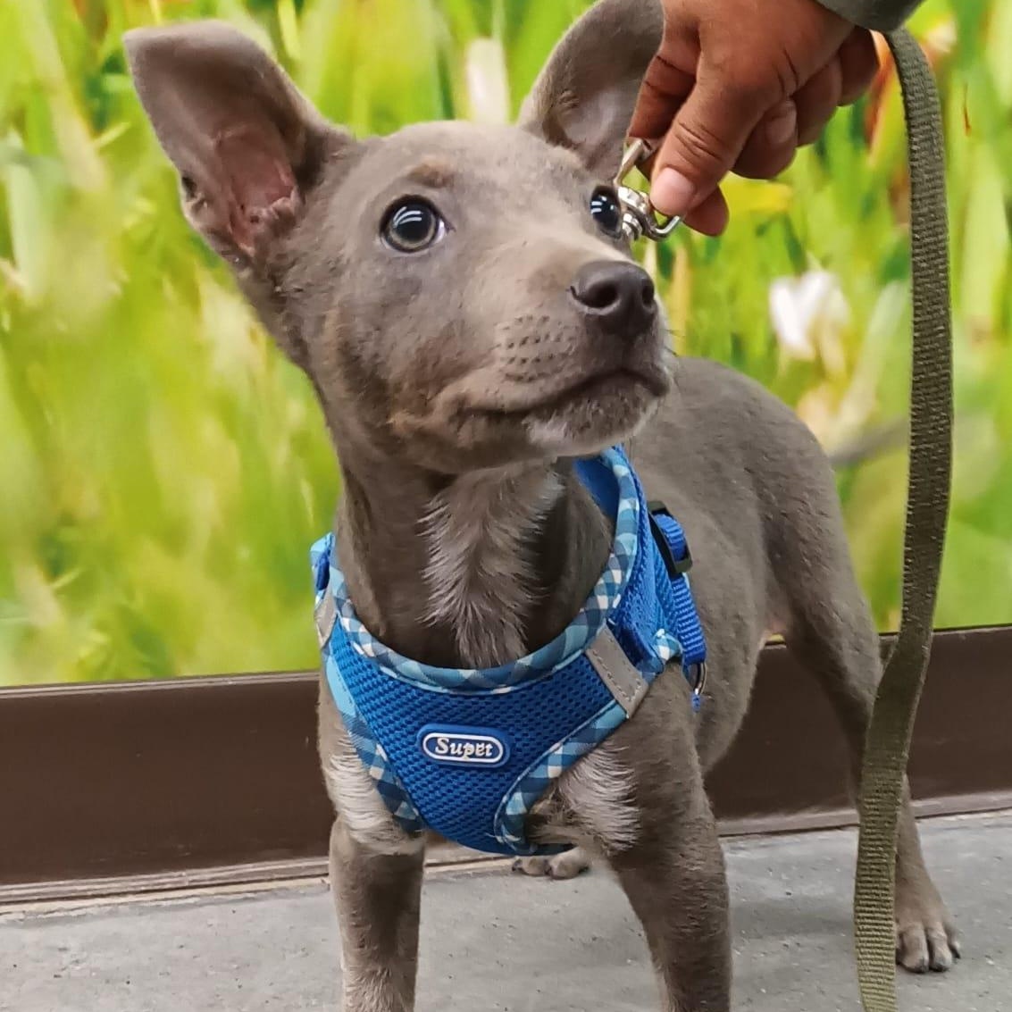 Napoleon, adopted, Puppy Male American Staffordshire Terrier.