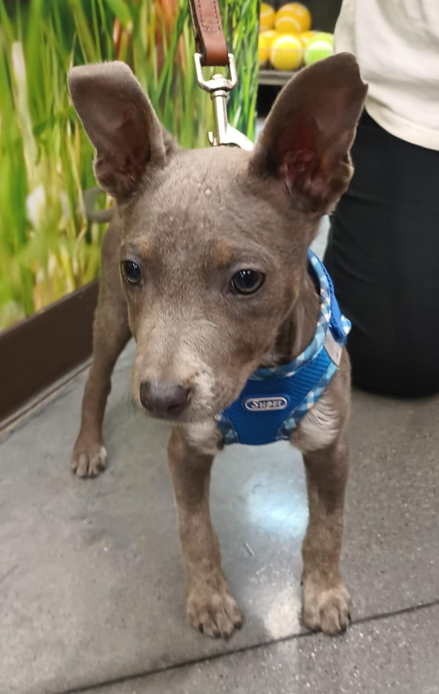 Napoleon, an adopted American Staffordshire Terrier in San Diego, CA image 2/6