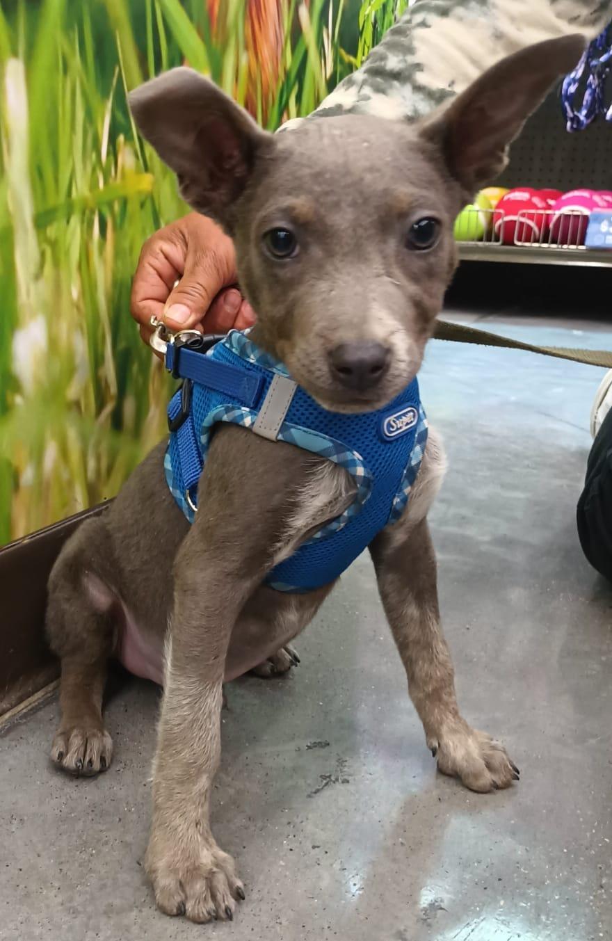Napoleon, an adopted American Staffordshire Terrier in San Diego, CA image 4/6