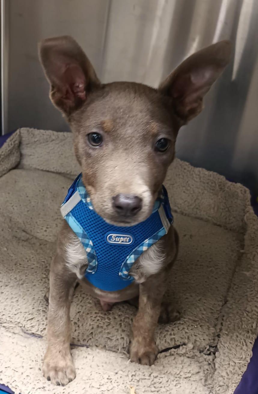 Napoleon, an adopted American Staffordshire Terrier in San Diego, CA image 3/6