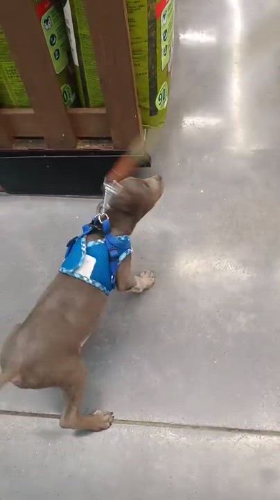 Enlarge Napoleon, an adopted American Staffordshire Terrier in San Diego, CA video 6/6