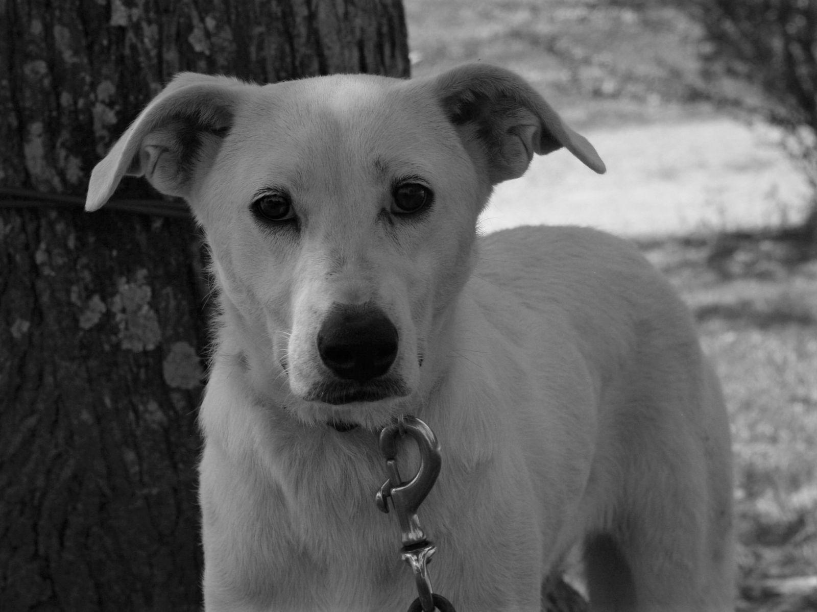 Dolly, Adoptable, Young Female Labrador Retriever & German Shepherd Dog.