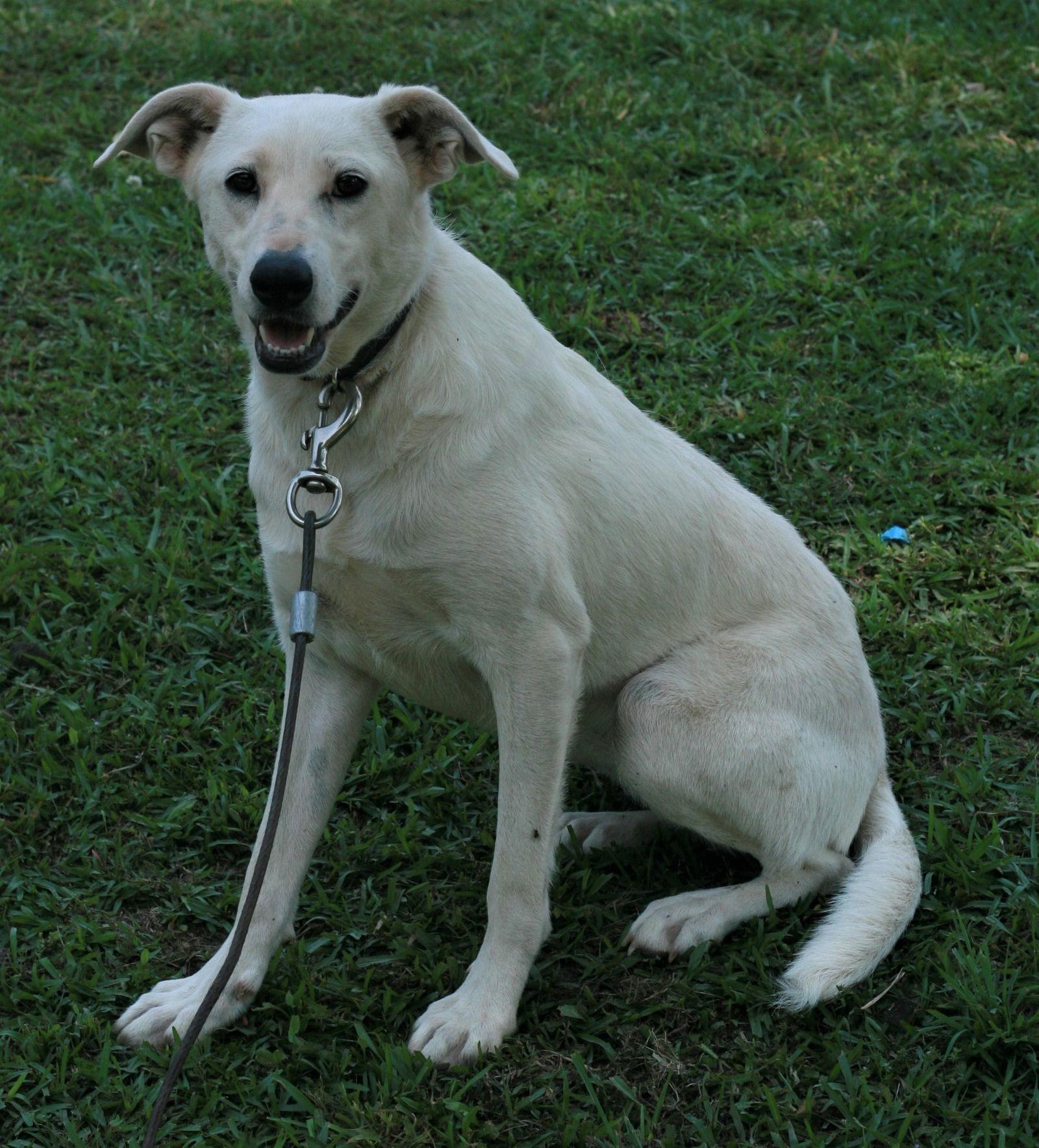 Enlarge Dolly, a Adoptable mixed breed in Attalla, AL image 2/3