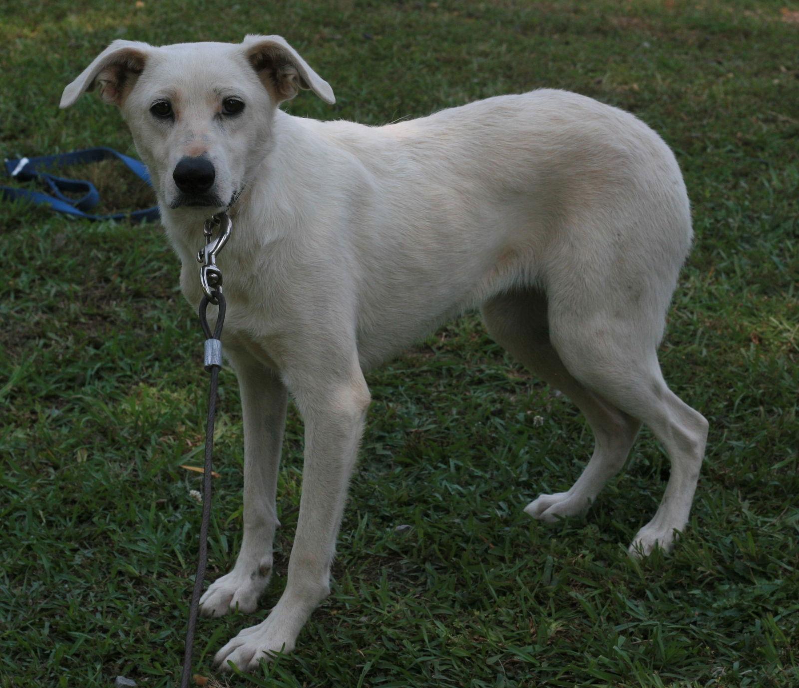 Dolly, Adoptable, Young Female Labrador Retriever & German Shepherd Dog.