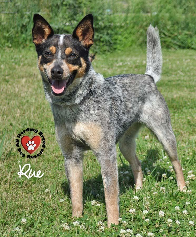 Rue, a Adoptable Australian Cattle Dog / Blue Heeler in Joliet, IL image 1/4