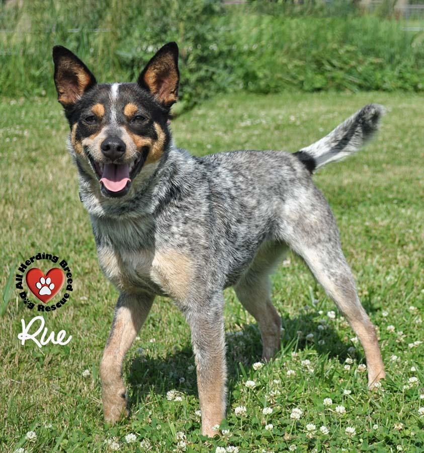 Rue, a Adoptable Australian Cattle Dog / Blue Heeler in Joliet, IL image 2/4