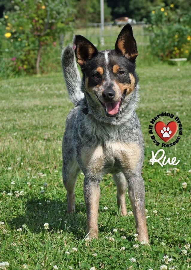 Rue, a Adoptable Australian Cattle Dog / Blue Heeler in Joliet, IL image 3/4