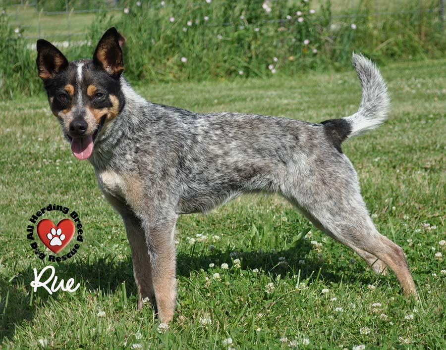 Rue, a Adoptable Australian Cattle Dog / Blue Heeler in Joliet, IL image 4/4