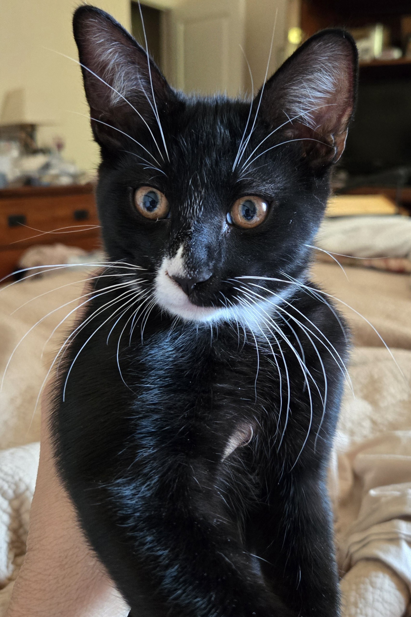 Whiskey INDOOR ONLY, a Adoptable mixed breed in Stockton, CA image 1/4