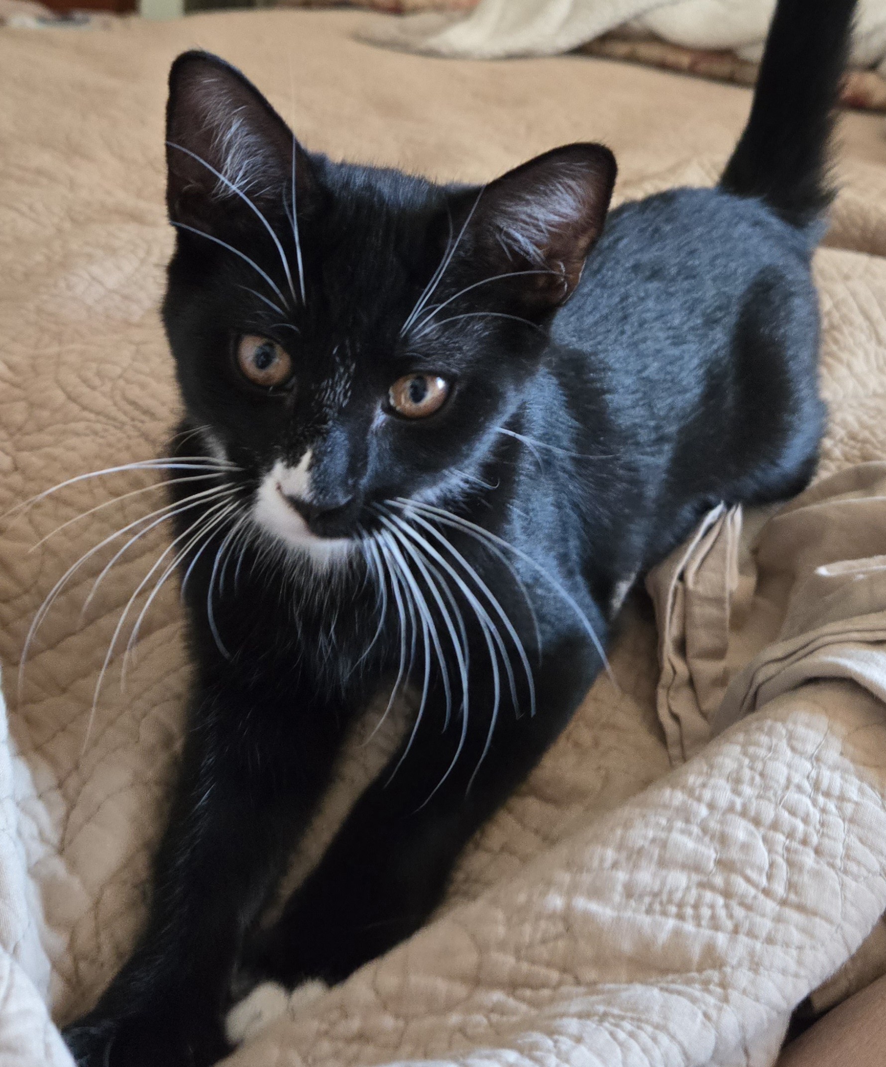 Whiskey INDOOR ONLY, a Adoptable mixed breed in Stockton, CA image 2/4