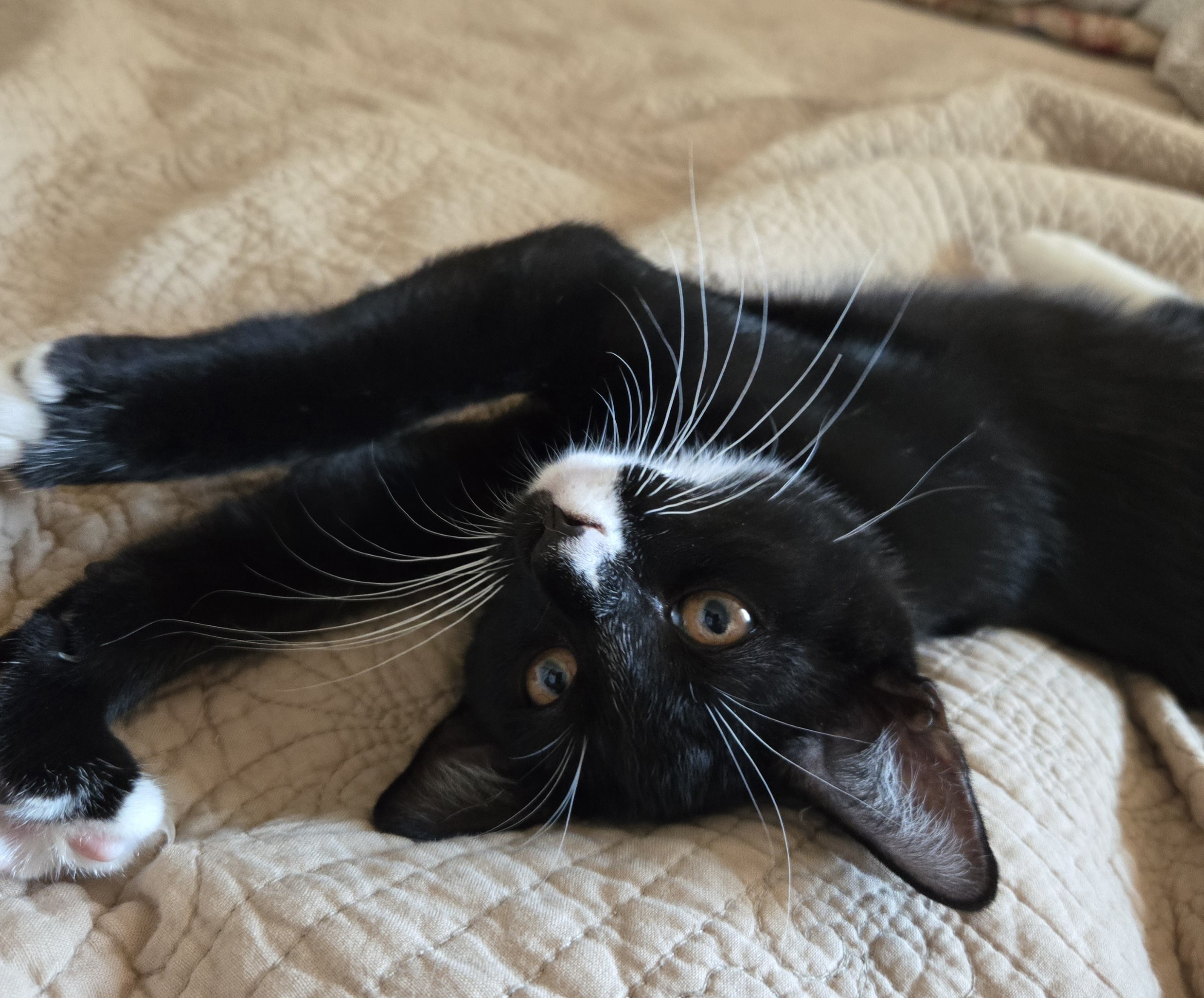 Whiskey INDOOR ONLY, a Adoptable mixed breed in Stockton, CA image 3/4