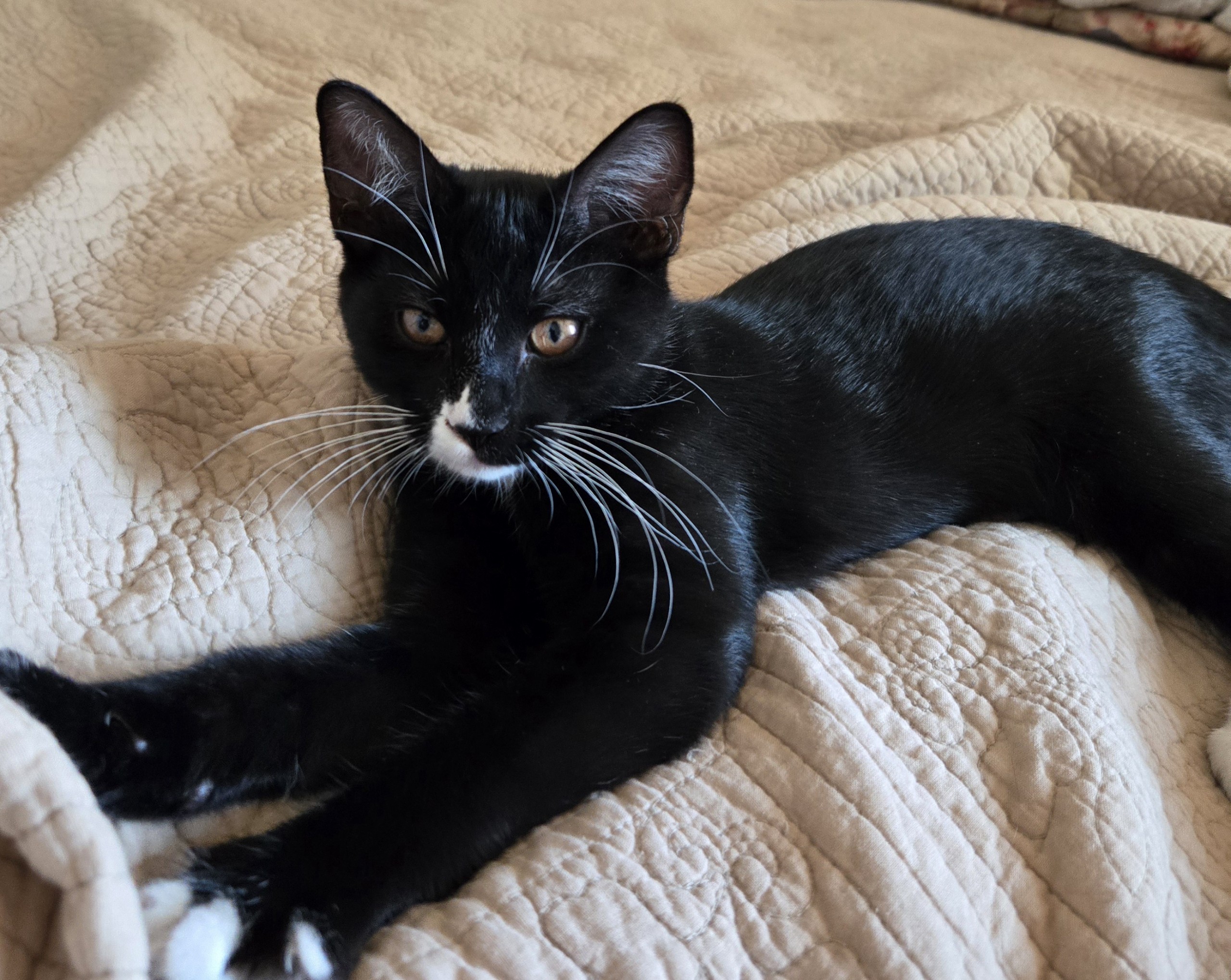 Whiskey INDOOR ONLY, a Adoptable mixed breed in Stockton, CA image 4/4