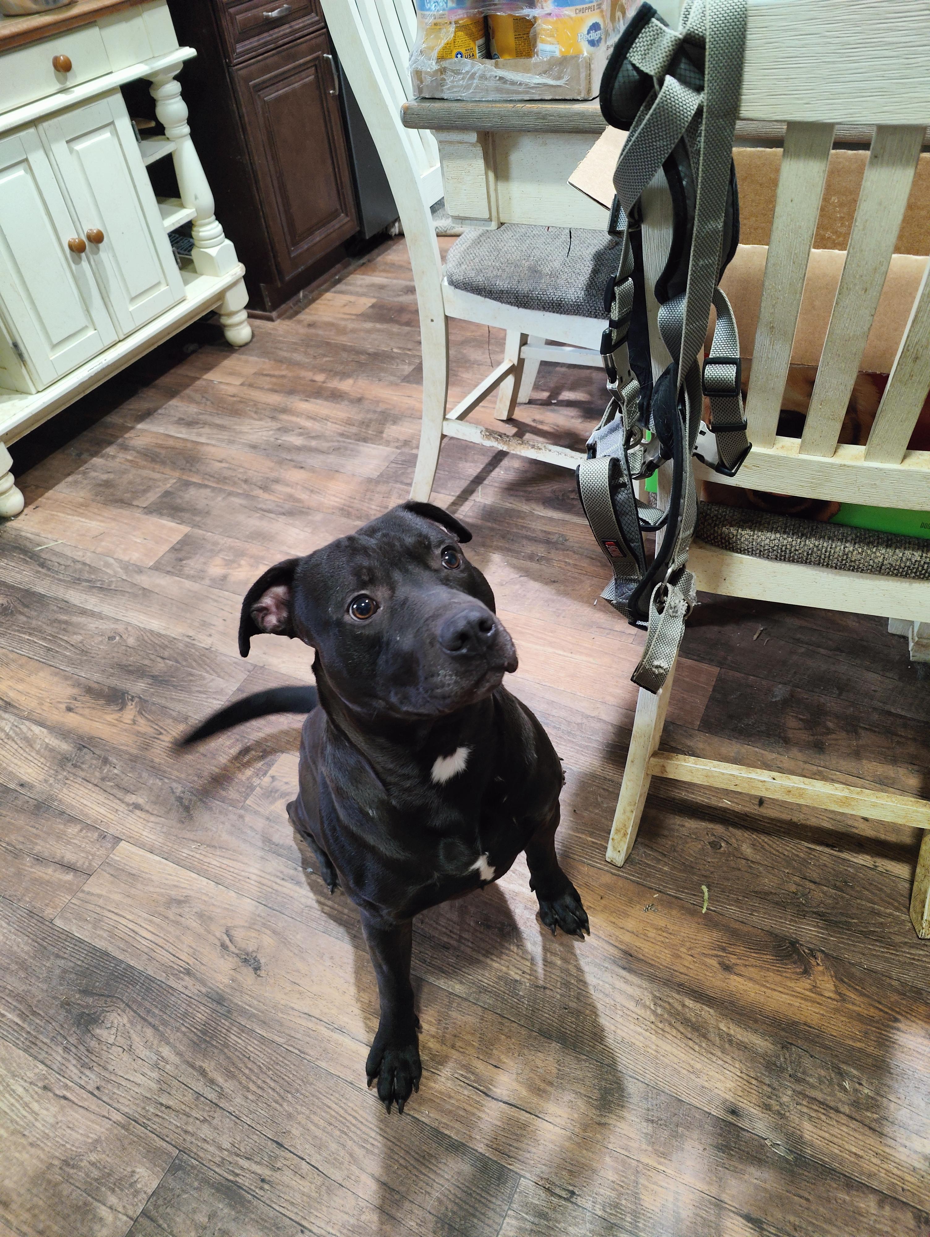 Clyde, Young Male Black Labrador Retriever