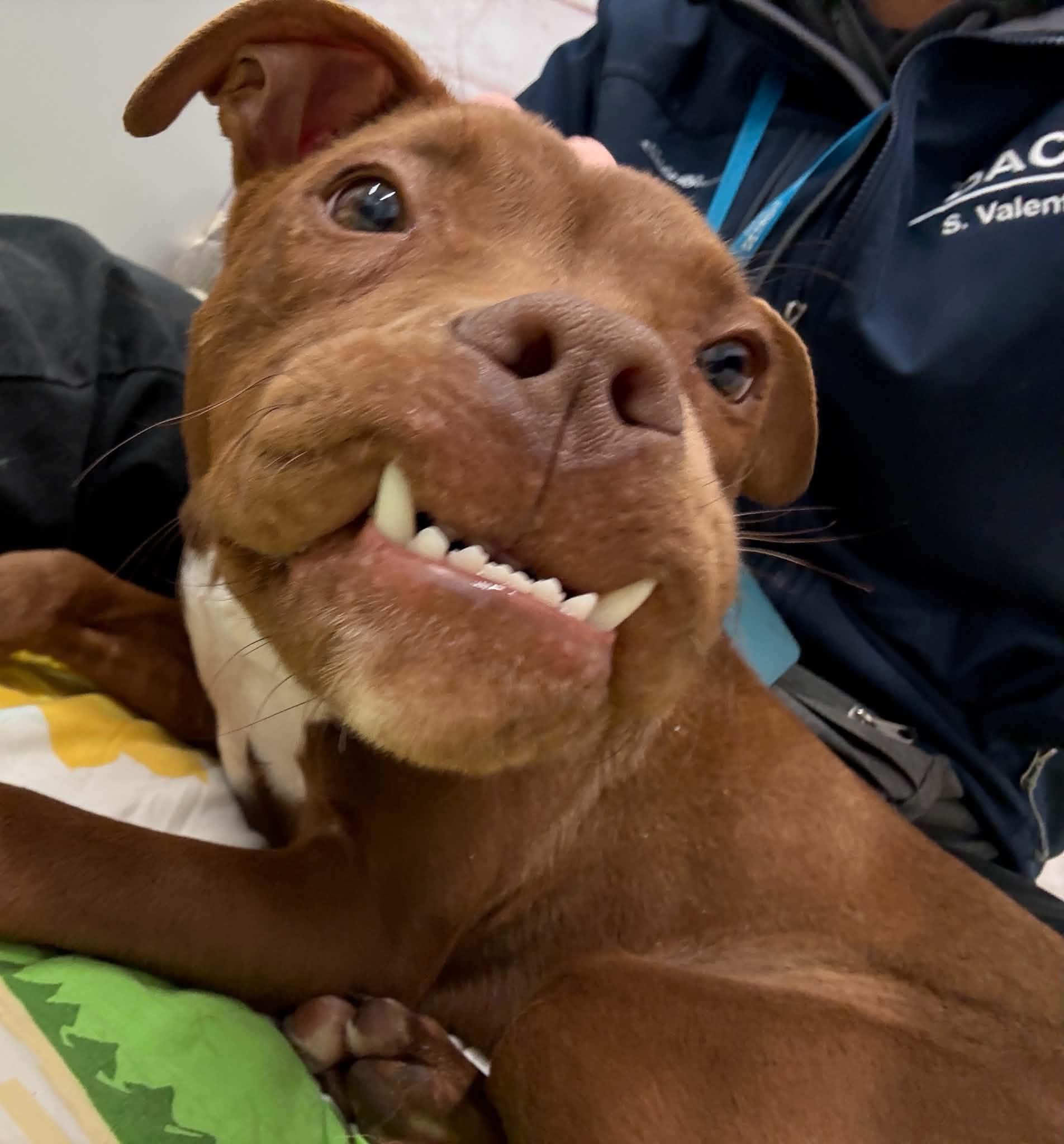 Enlarge Norbert, a Adoptable mixed breed in Oxford, MI image 3/5