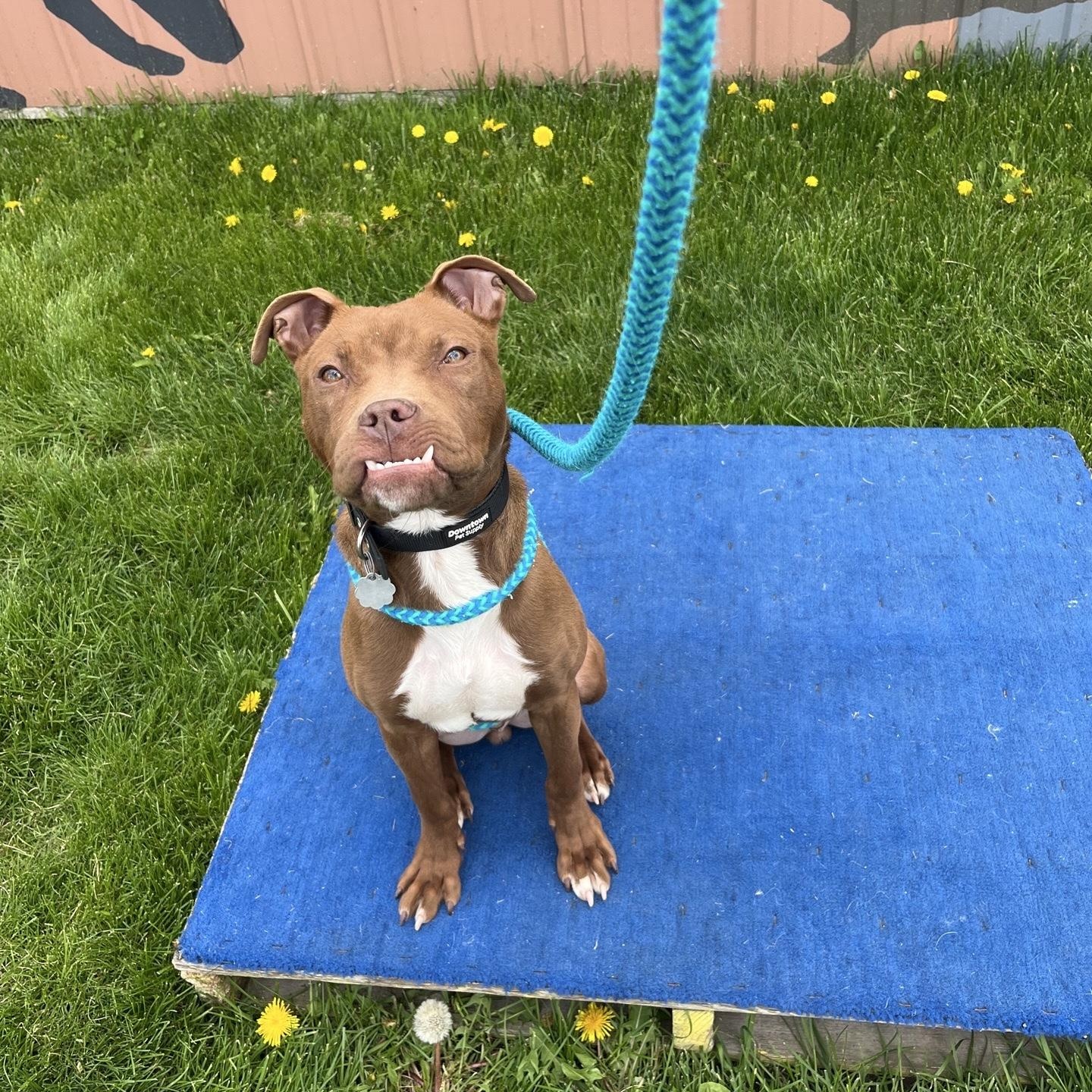 Enlarge Norbert, a Adoptable mixed breed in Oxford, MI image 4/5