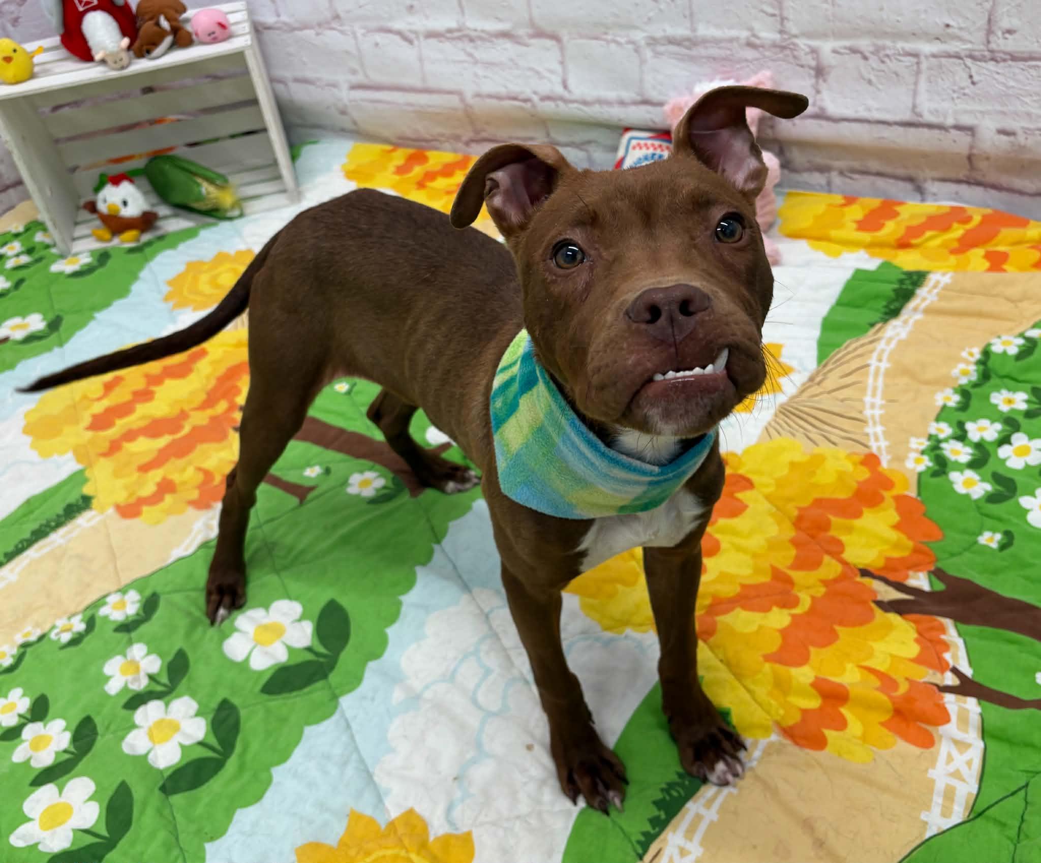 Enlarge Norbert, a Adoptable mixed breed in Oxford, MI image 2/5