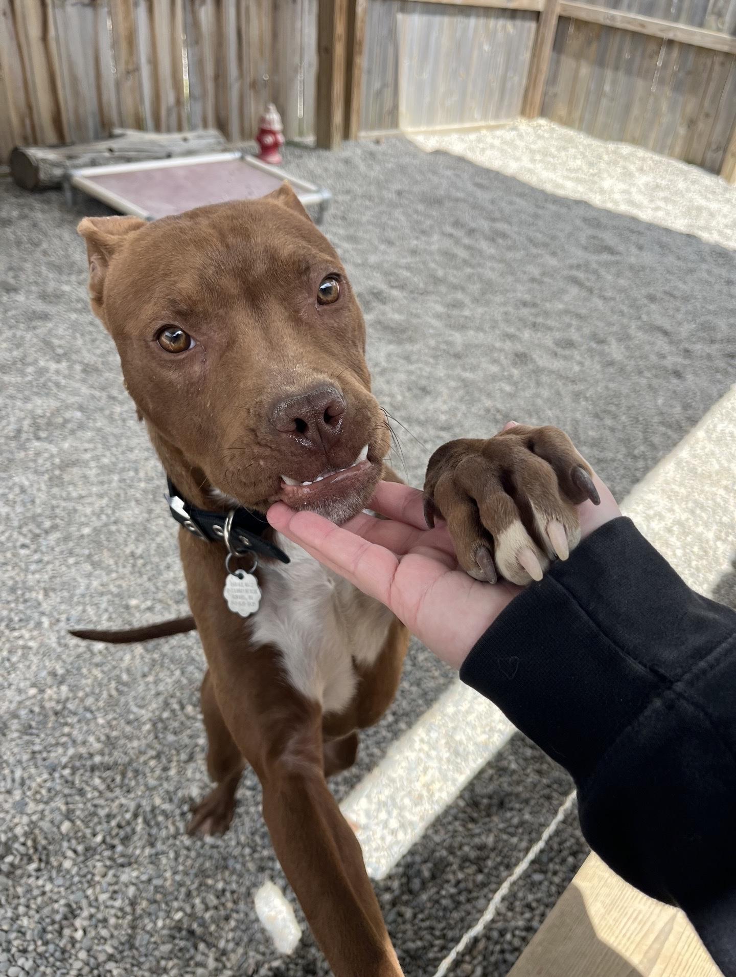 Enlarge Norbert, a Adoptable mixed breed in Oxford, MI image 5/5