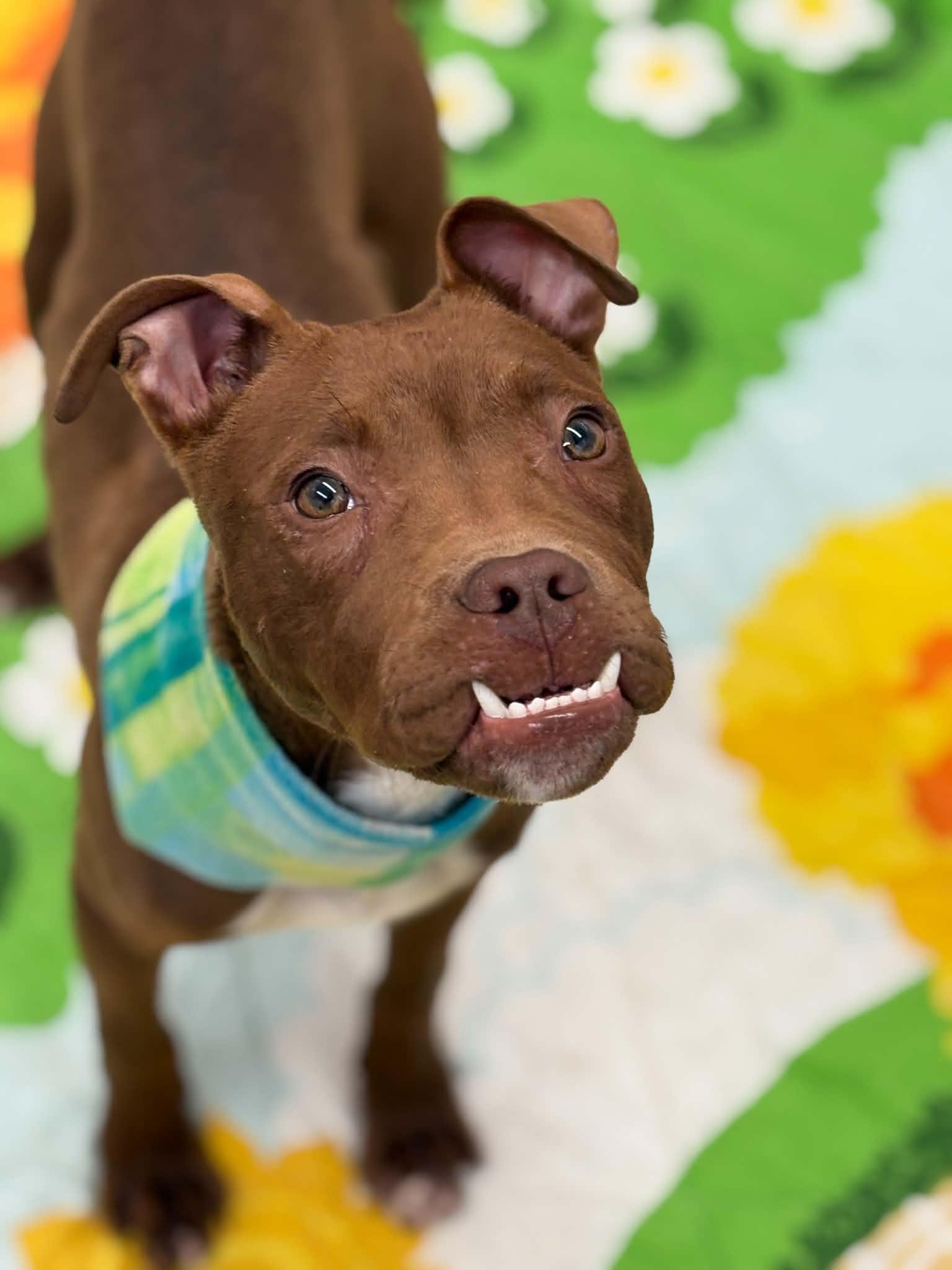 Enlarge Norbert, a Adoptable mixed breed in Oxford, MI image 1/5