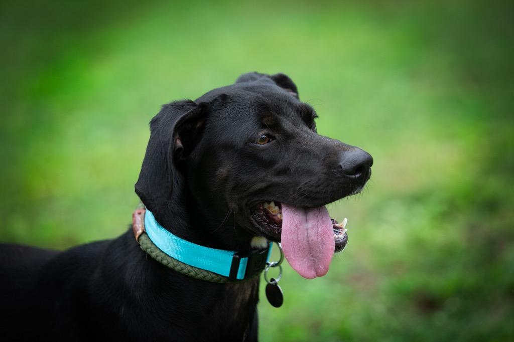 Emma, Adoptable, Adult Female Pointer & Labrador Retriever.