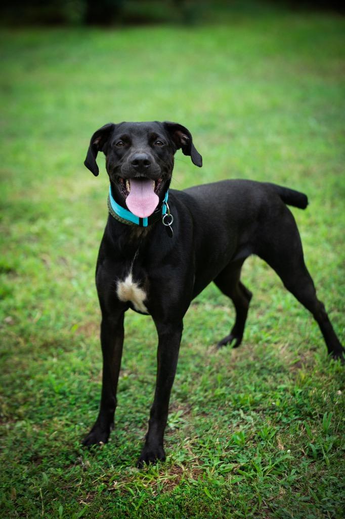 Enlarge Emma, a Adoptable mixed breed in Forsyth, GA image 2/5
