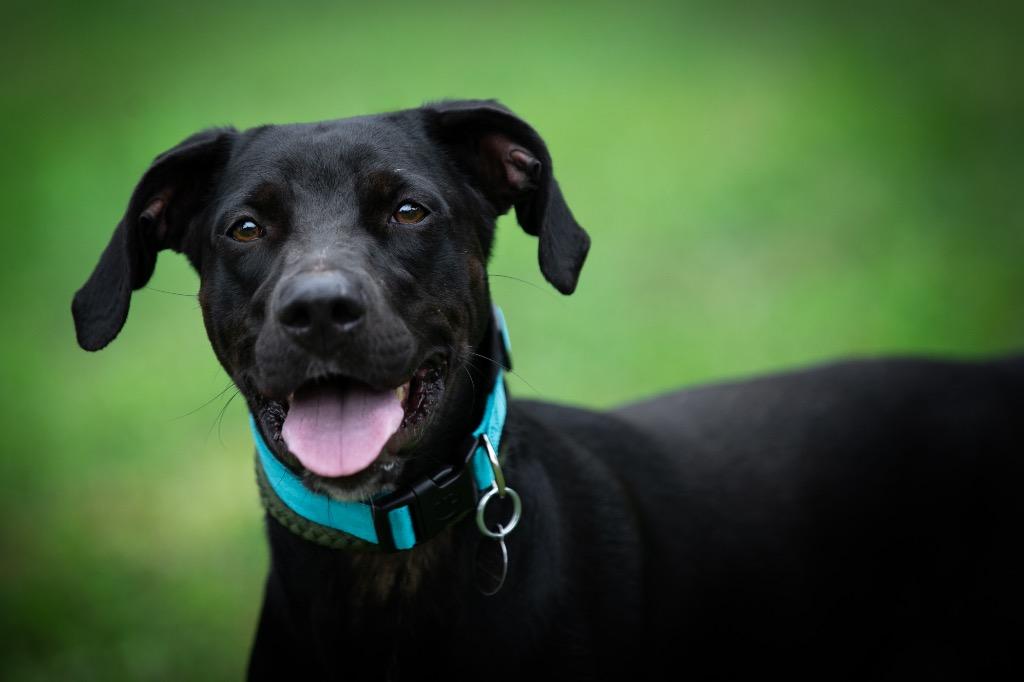 Enlarge Emma, a Adoptable mixed breed in Forsyth, GA image 5/5
