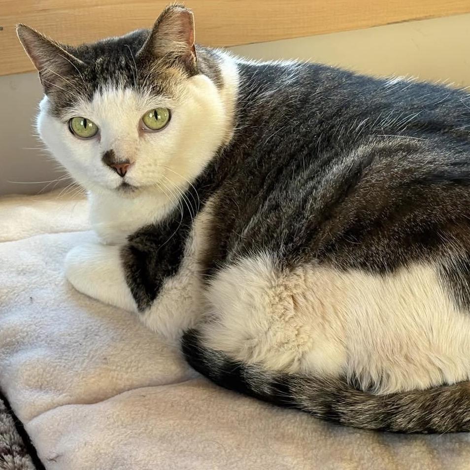 Enlarge Mona Lisa, a Adoptable Domestic Short Hair in Brevard, NC image 1/1