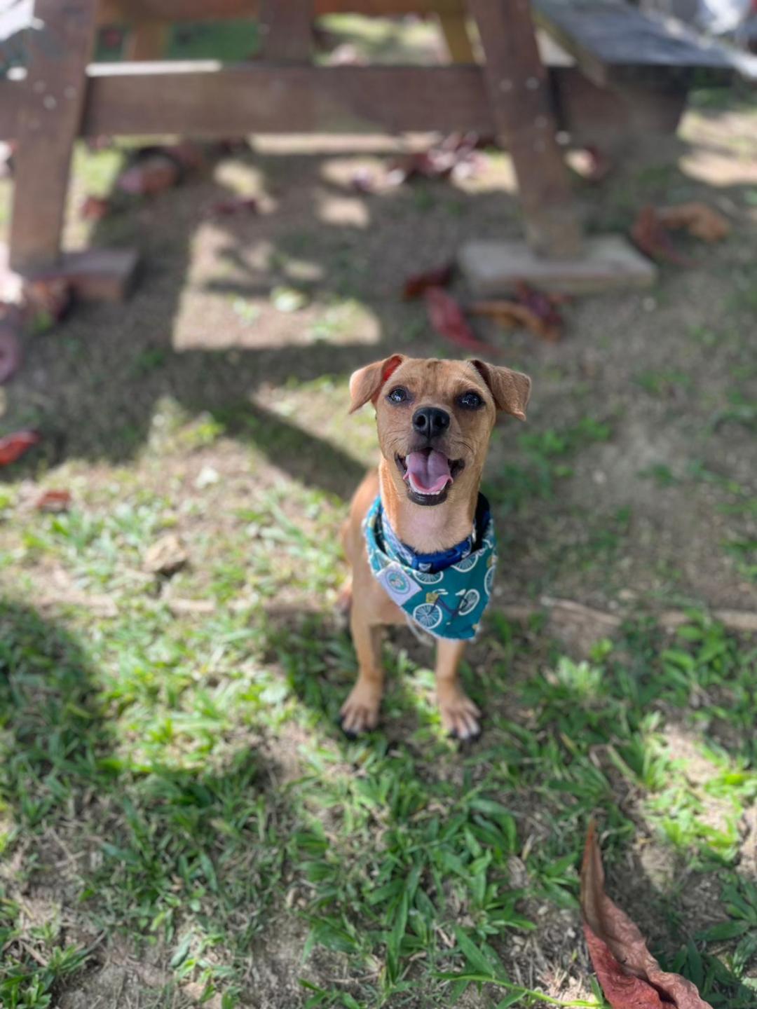 Enlarge Caramelo, a Adoptable mixed breed in Albion, NY image 2/2