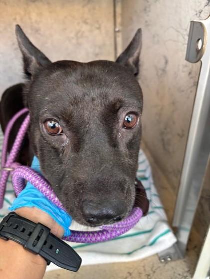 Angus, Adoptable, Adult Male Terrier & Mixed Breed.