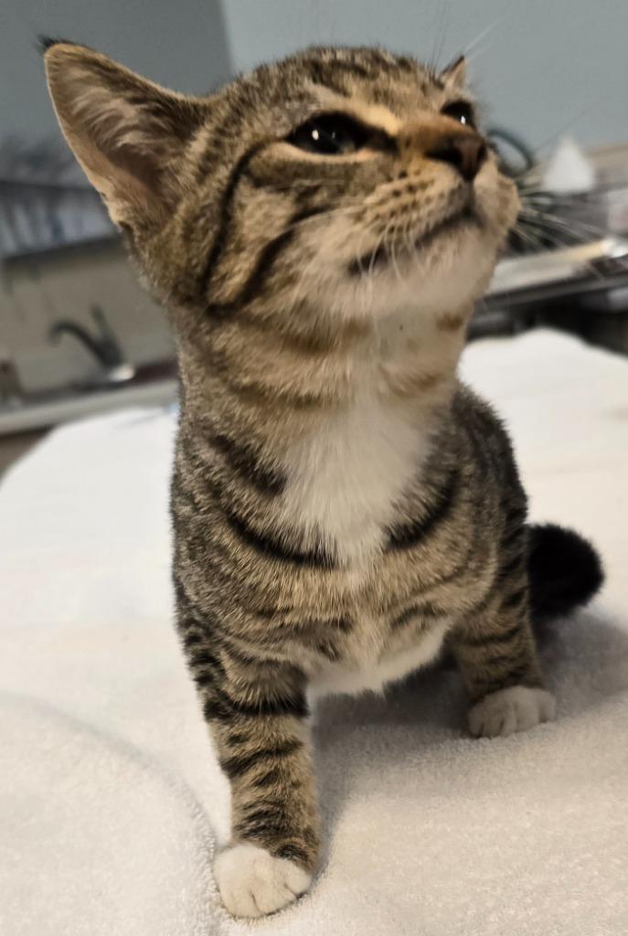 Daphne, Adoptable, Kitten Female Domestic Short Hair.