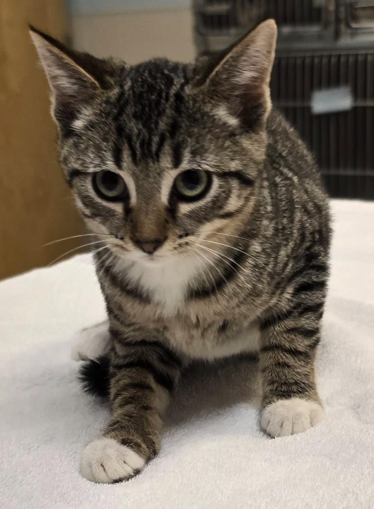 Enlarge Daphne, a Adoptable mixed breed in Murphysboro, IL image 2/5