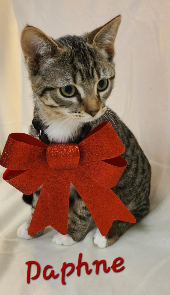 Enlarge Daphne, a Adoptable mixed breed in Murphysboro, IL image 3/5