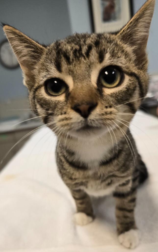 Enlarge Daphne, a Adoptable mixed breed in Murphysboro, IL image 4/5